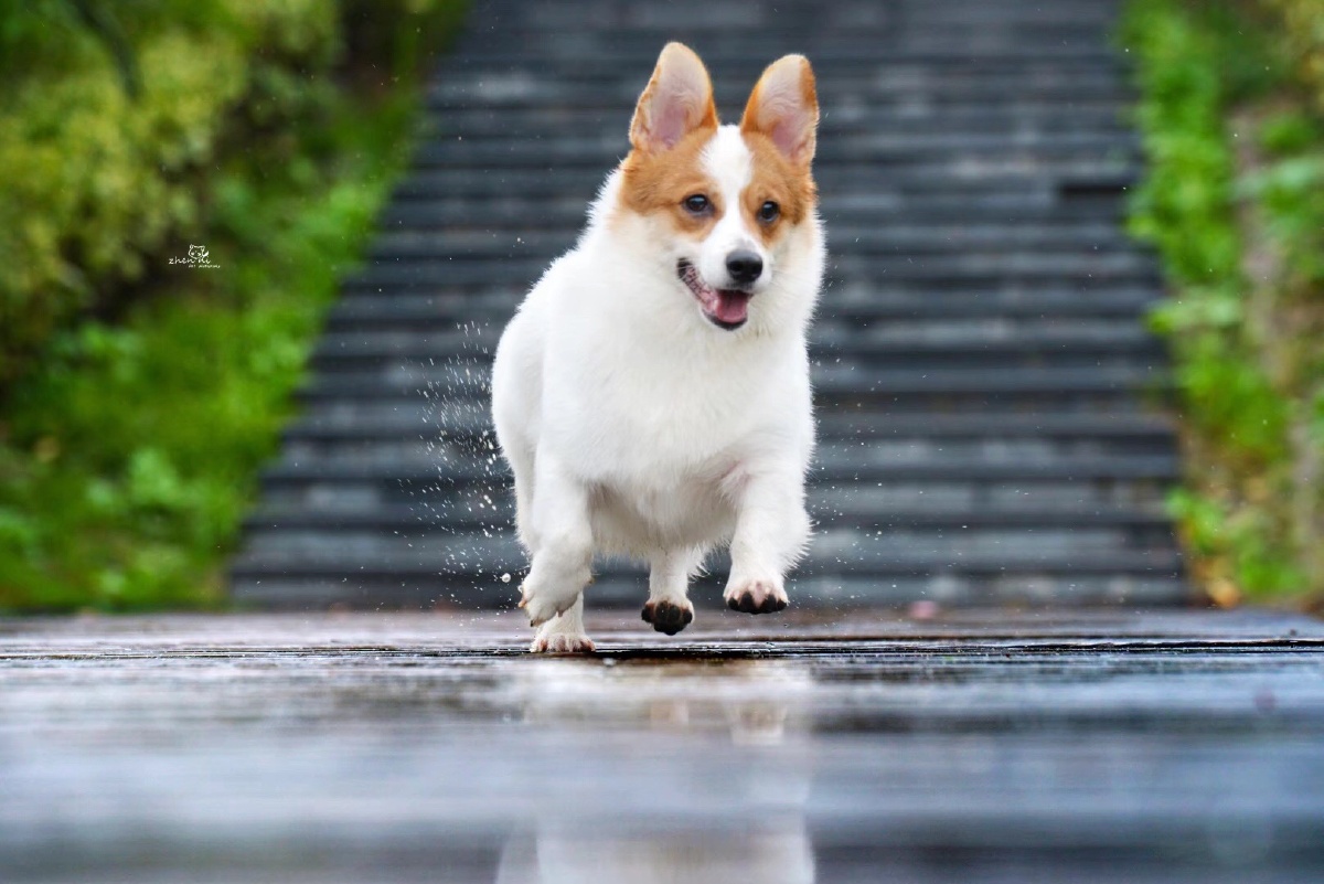 少见的白背柯基