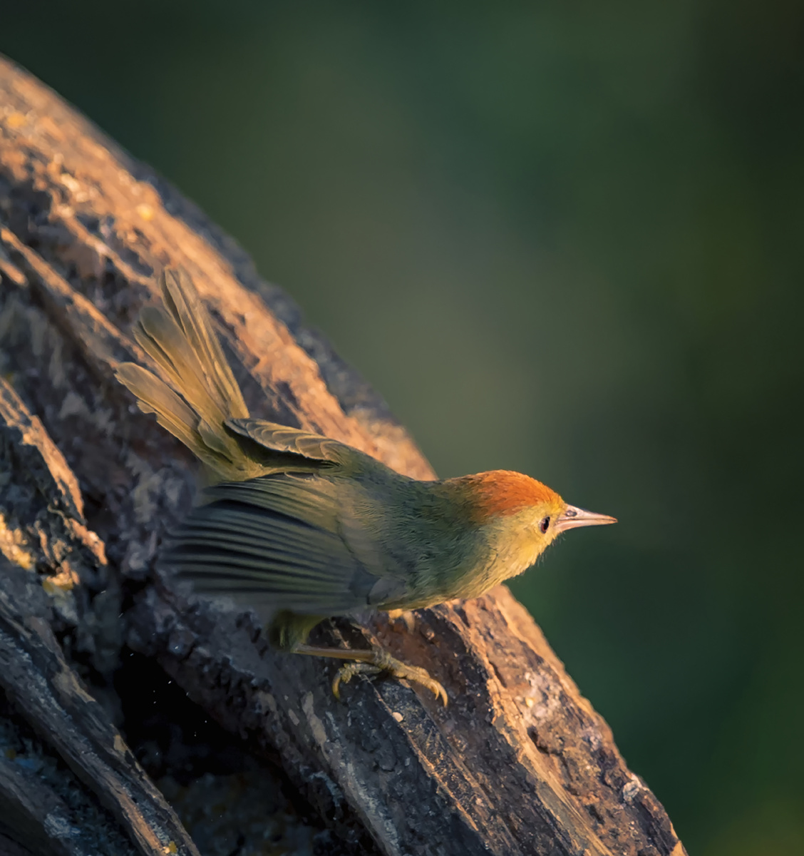 欢快的早餐 红头穗鹛清晨在温暖的阳光中进食 - minssion - 图虫