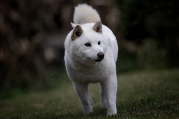 9558