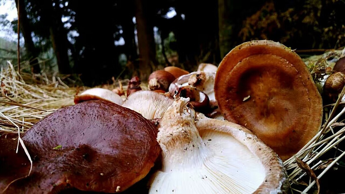养殖蘑菇品种