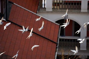 DSC06.jpg