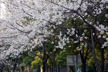 DSC03.jpg