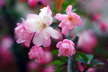 DSC09479_副本.jpg