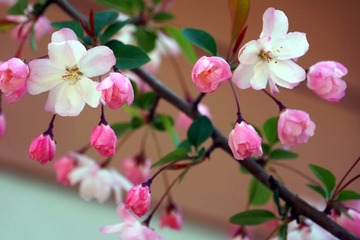 DSC09481_副本.jpg