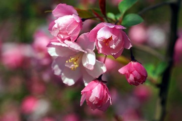 DSC09482_副本.jpg