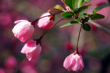 DSC09484_副本.jpg