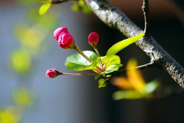 DSC09488_副本.jpg