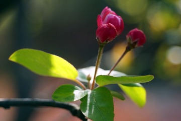 DSC09489_副本.jpg