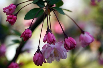 DSC09490_副本.jpg