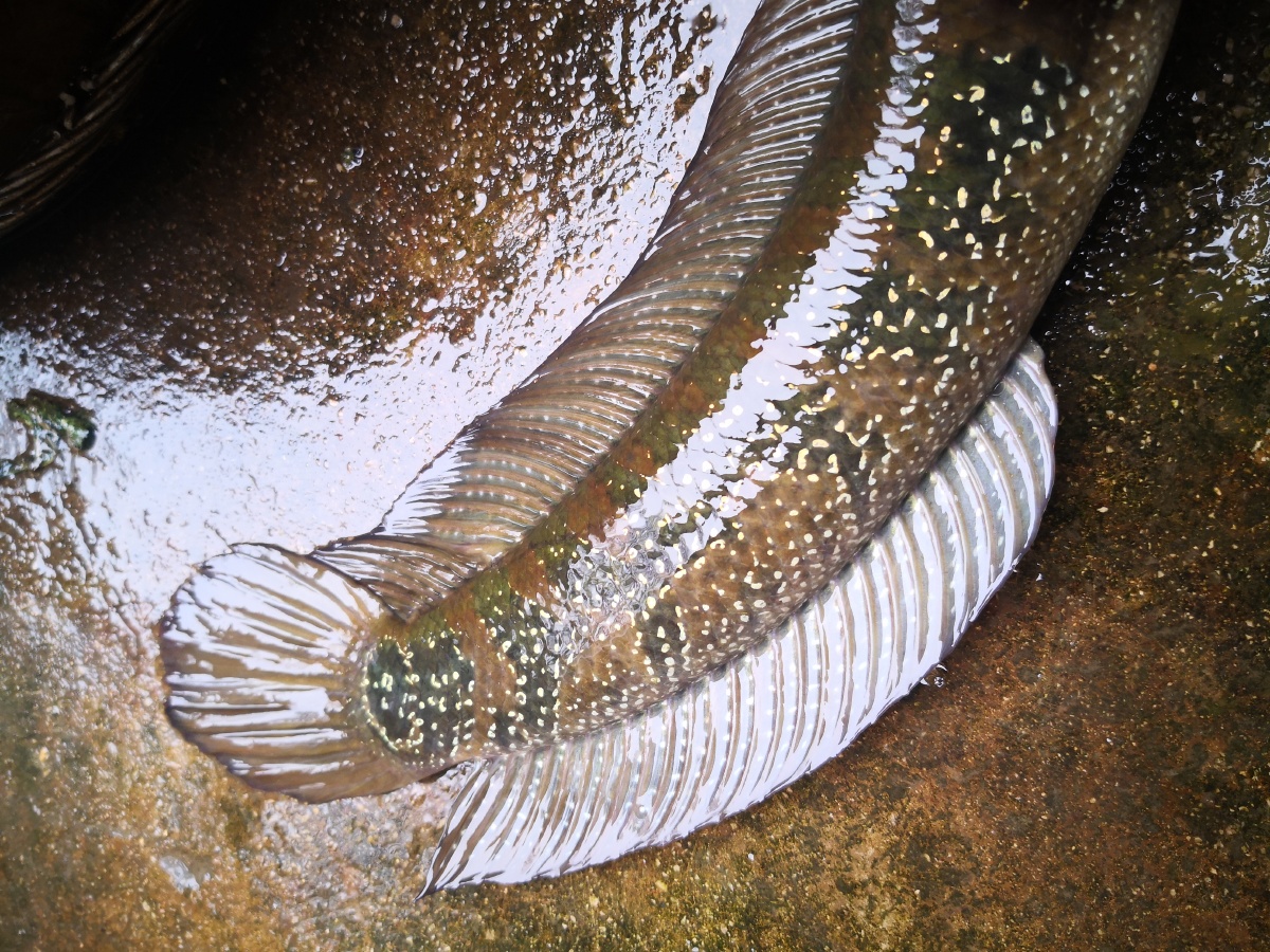 小溪流水河里抓到的野生乌鱼