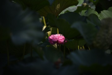 2080176