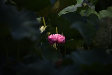 2080177