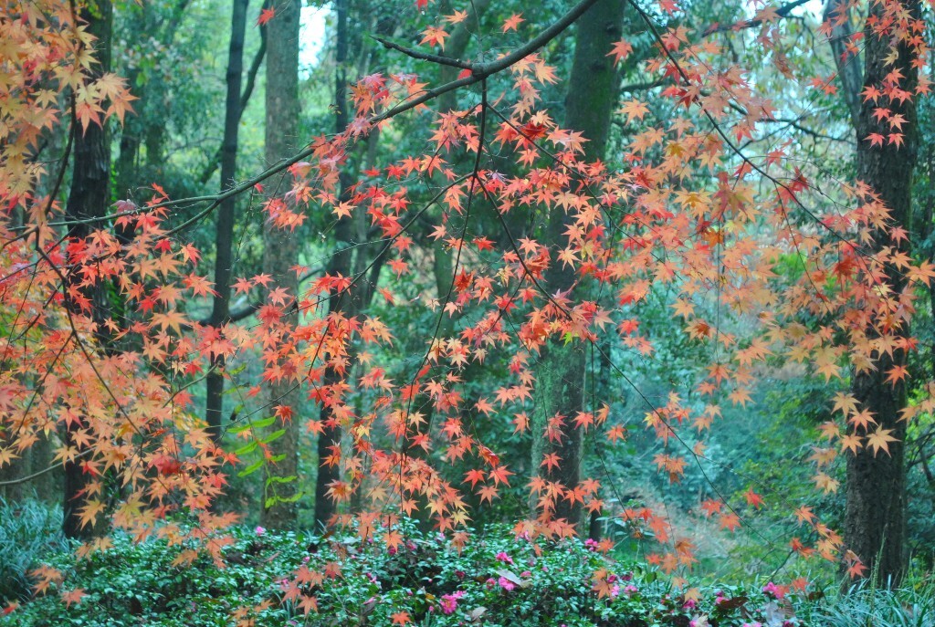太子湾小景