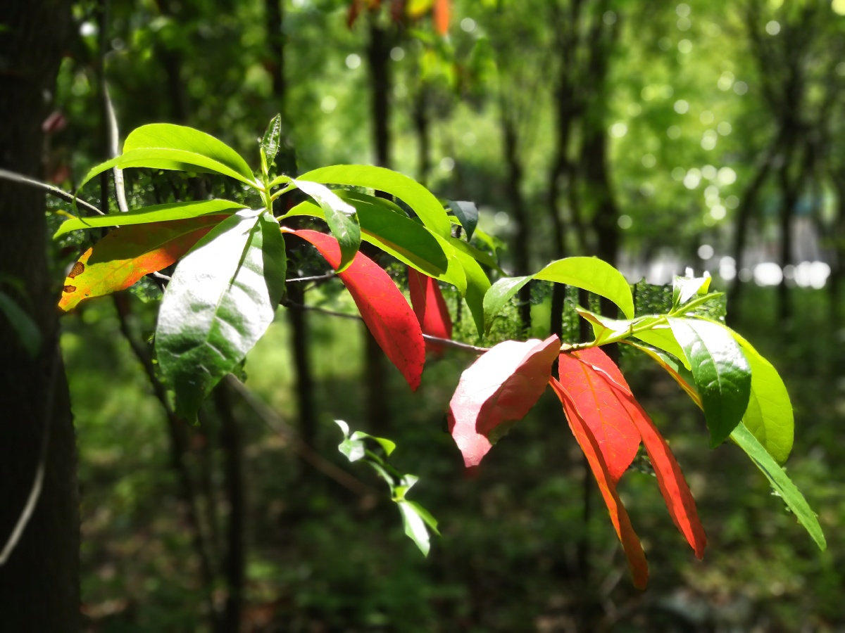 石蓝树,手机随拍,未做任何后期.2018.05.02