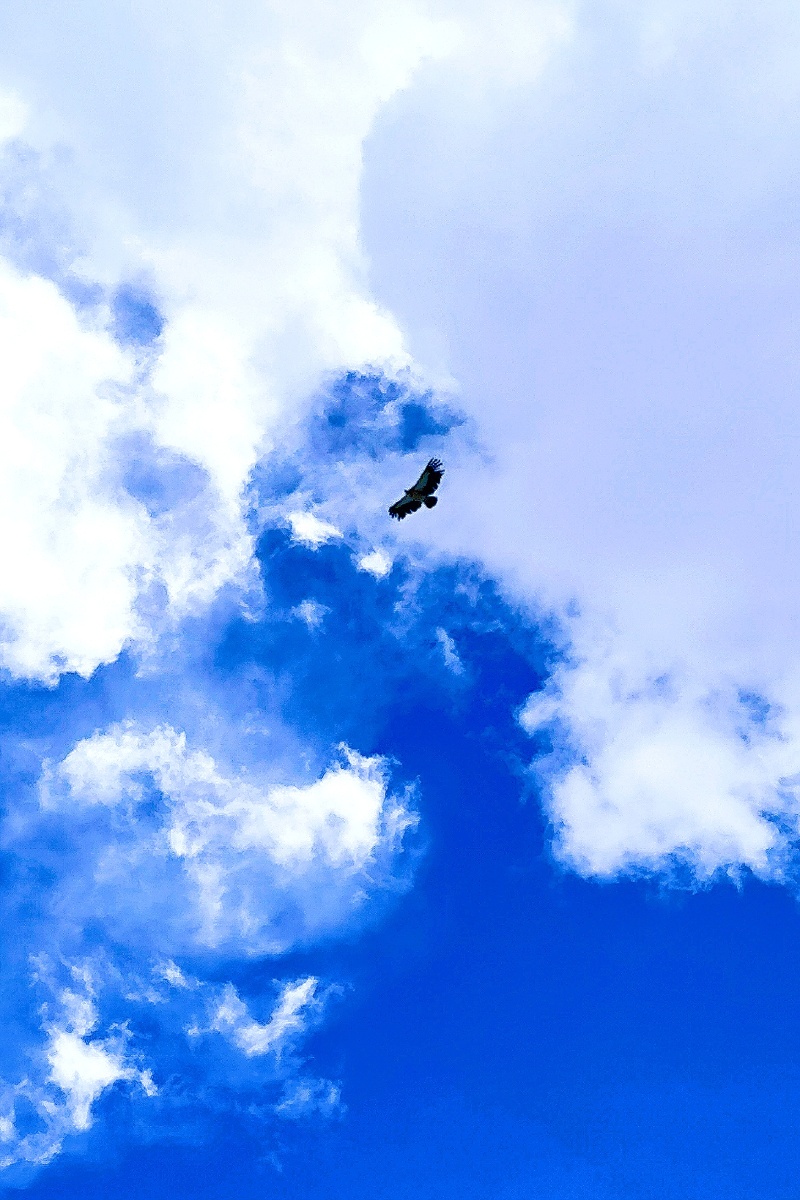 帕米尔雄鹰前往慕士塔格冰川的路上几只雄鹰在蓝天和白云之间翱翔巡游