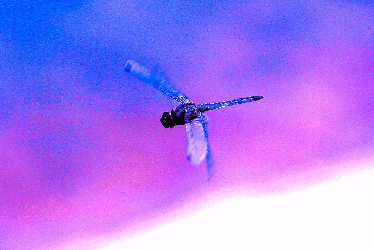 蓝蜻蜓我端着相机在花丛边愣神儿它就在我面前飞飞停停不是我想拍它像