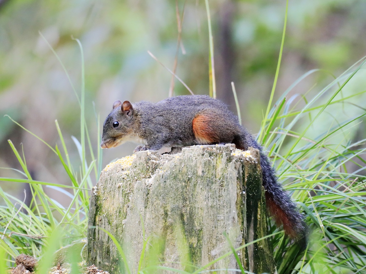 遵义宽阔水原始森林中的松鼠