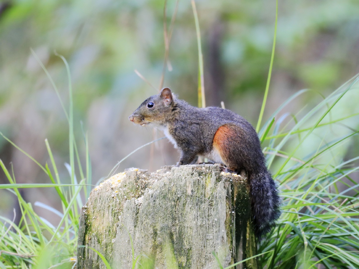遵义宽阔水原始森林中的松鼠