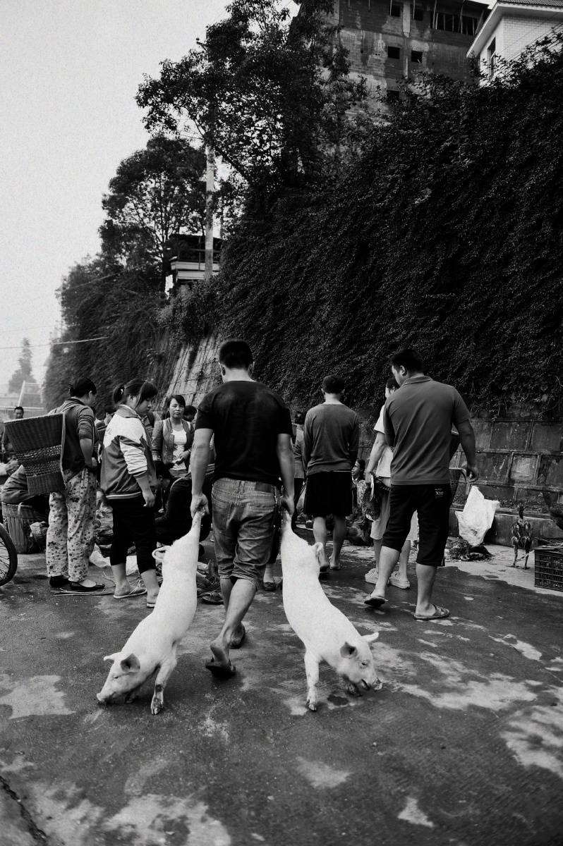 集市上拖猪的人