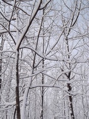 DSCF4373.JPG