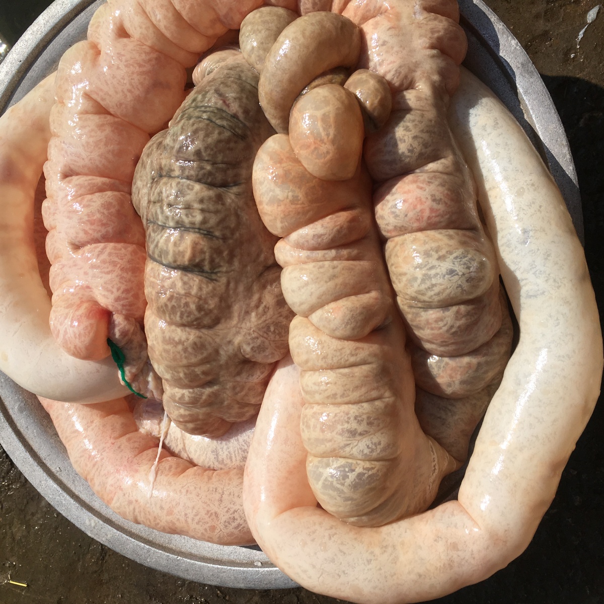 猪大肠猪小肠清洗