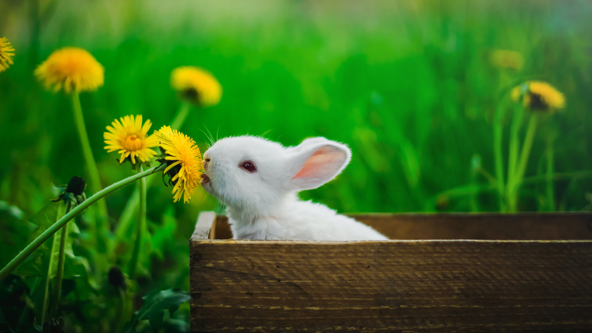 春天里的小兔子