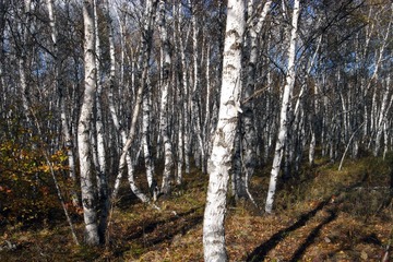 R0018041