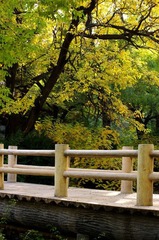 小木桥