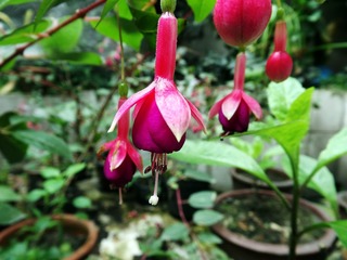 Wang_Ao_359