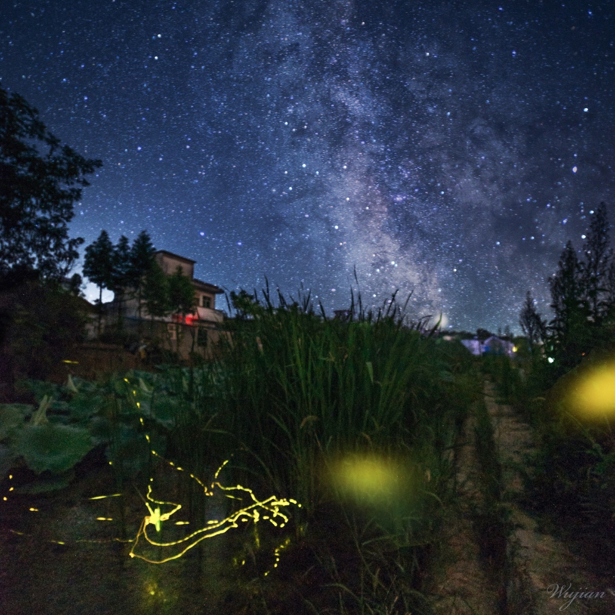 萤火虫与星空伴舞