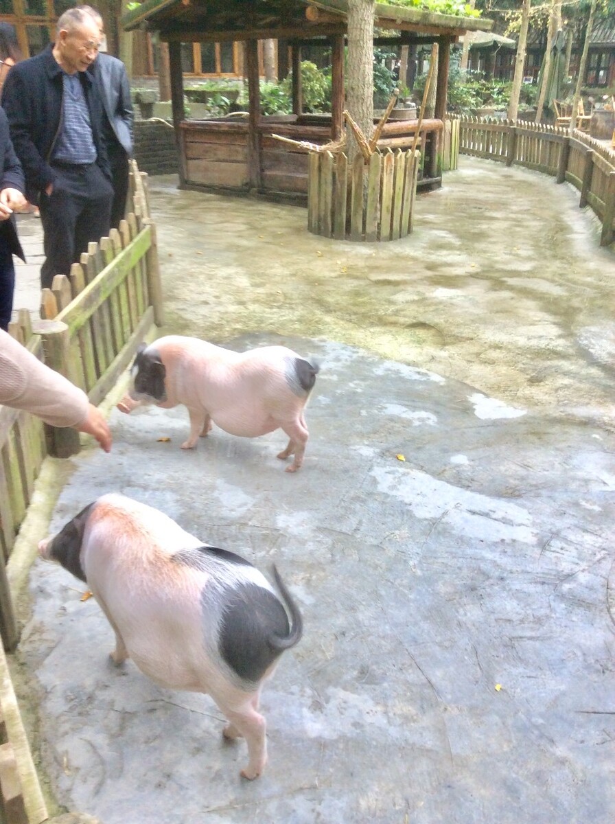 山猪的养殖