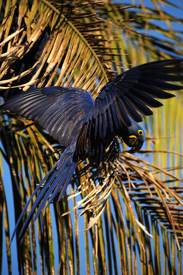 濒危的蓝紫金刚鹦鹉 br />