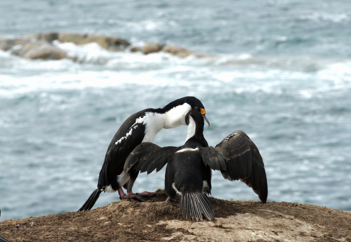 feeding bird_peterman island 427 br />