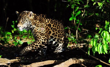 DSC_4511.jpg