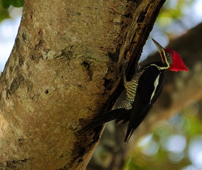 DSC_4979.jpg
