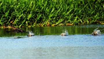 DSC_5309.jpg