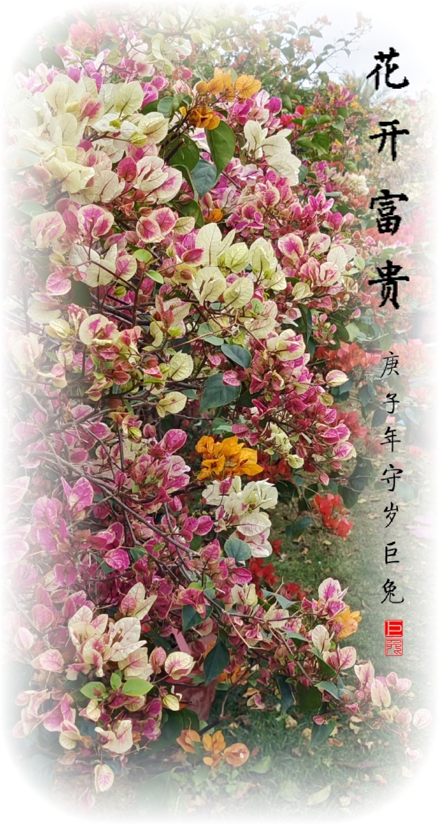 花开富贵迎新年
