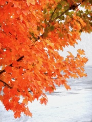 1000114303