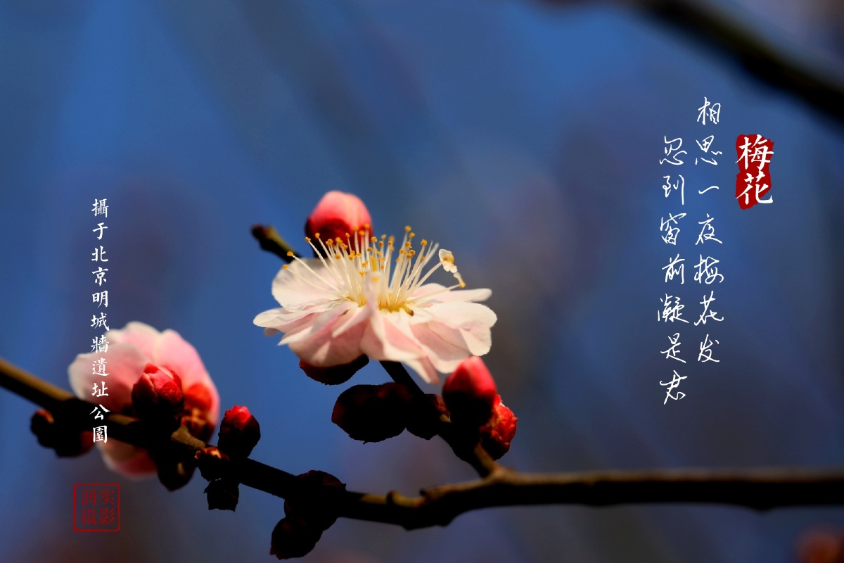 梅花香自苦寒来