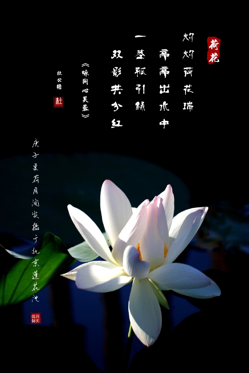 "清水出芙蓉,天然去雕饰"亭亭玉立,婀娜多姿