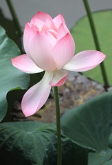 IMG_8983.JPG
