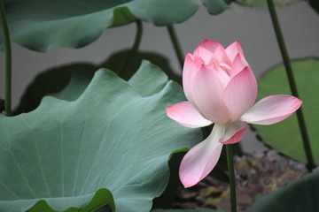 IMG_8986.JPG