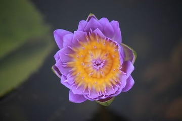 _MG_9452.JPG