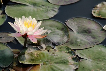 IMG_5549.JPG