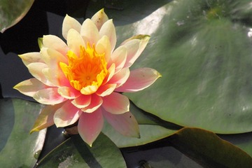 IMG_5487.JPG