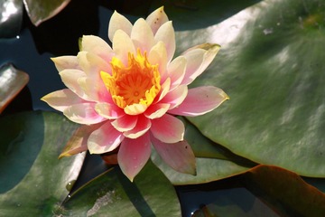 IMG_5488.JPG