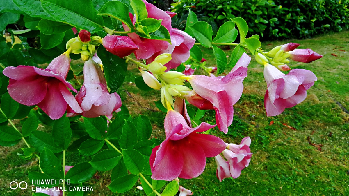 小叶榕气生根与无心黄花和鲜红花朵