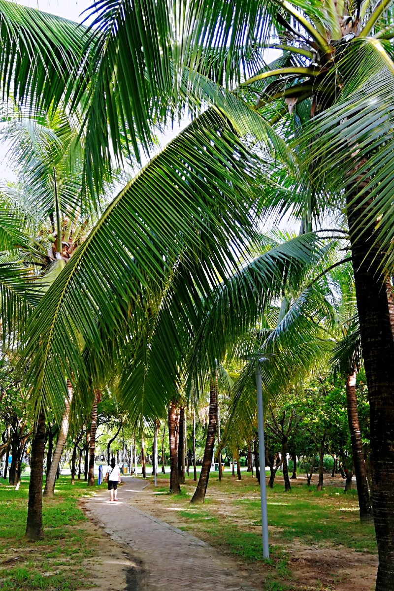 海边椰林风光一一一南海三亚拍照