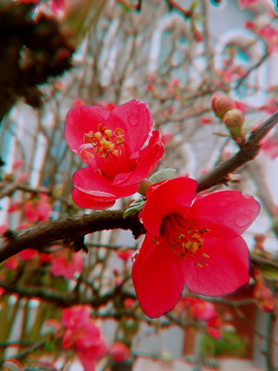 春暖木瓜海棠红花开河岸杨柳随风飘起来