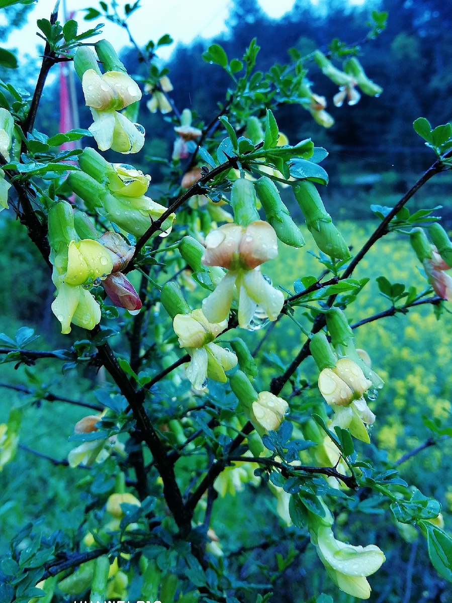 阳雀花牡丹花紫玉兰花随拍
